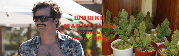 прущие грибы Верхний Тагил